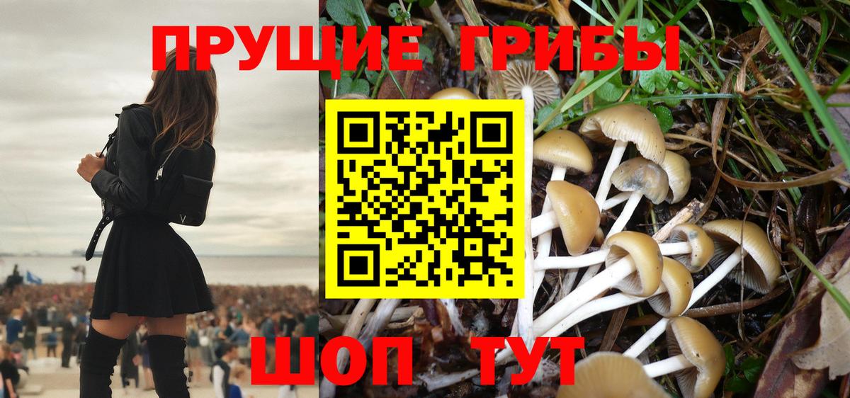 Галлюциногенные грибы GOLDEN TEACHER  Галлюциногенные грибы Psilocybine cubensis  Отрадное  Вход с VPN 